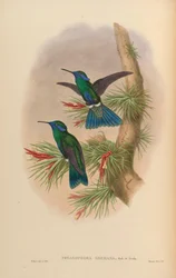 Petasophora germana = Colibri blinkende germanus